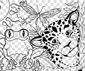 Tropical Rainforest Coloring Pages  HD Png Download