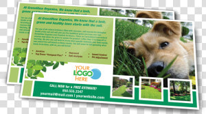 Postcard Png Clipart   Companion Dog  Transparent Png