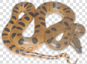 Anaconda Png Transparent Images   Anaconda Png  Png Download