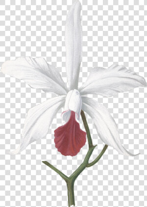 Transparent White Orchids Png   Devilwood Flower Drawing  Png Download