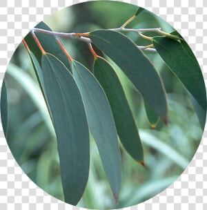 Rising Demand For Eucalyptus Oil   Frunze De Eucalipt  HD Png Download