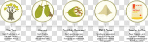 Organic Baobab Powder   Download Baobab Fruit Hd Image In Png  Transparent Png