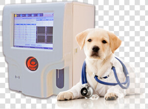 Phoenix Ncc 61 Vet   Dog In Vet Costume  HD Png Download