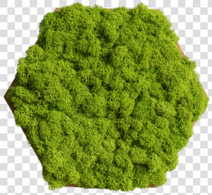 Cork Hexagon With Greening Reindeer Moss  Pack Of   Moss Hexagon  HD Png Download
