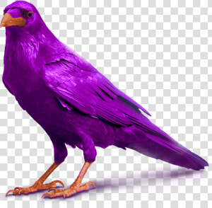 Purple Raven Bird Image Standing For Slider   Transparent Background Crow Png  Png Download