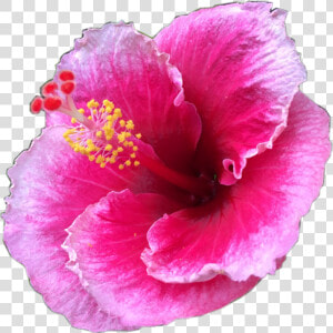  pretty  pink  tropical  flower  tropicalflower  summer   ดอกไม้ สีชมพู แปลก ๆ  HD Png Download