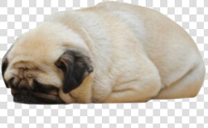 Loaf Of Bread Puppy  HD Png Download