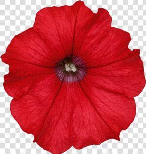 Clip Art Orange Petunias   Red Petunia Png  Transparent Png
