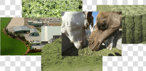 Tapir  HD Png Download