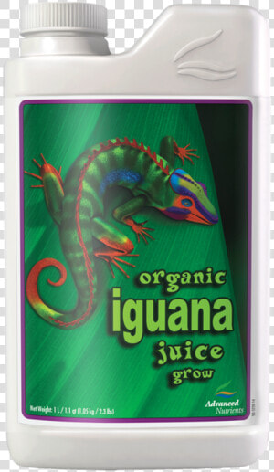 Iguana Png  Transparent Png