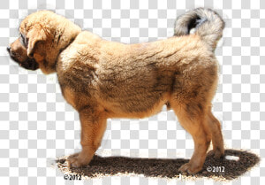 Mastiff Png  Transparent Png