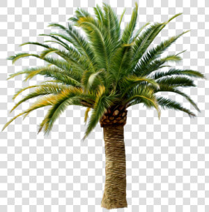 Palm Tree Png   Small Palm Tree Png  Transparent Png