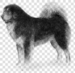Transparent Mastiff Png   Tibetan Mastiff Blue Gray  Png Download
