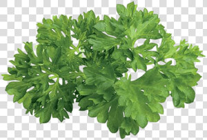 Herbs Plan View  HD Png Download
