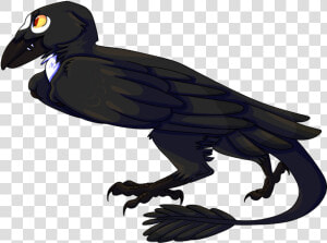 Blackbird Png Free Download   Turkey Vulture  Transparent Png