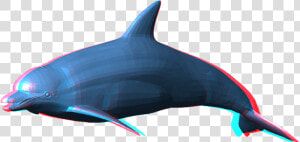 Download Dolphin Png Pic   Dolphin Png  Transparent Png