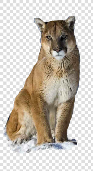 Cougar Freetoedit   Puma Animal  HD Png Download