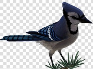 Blue Jay By Sherushi Vector Free   Transparent Blue Jay Png  Png Download