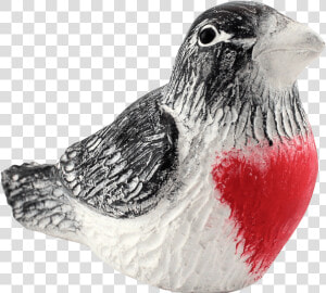 Rose Breasted Grosbeak  HD Png Download