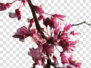 Transparent Cherry Blossom Png   Flower Branches Transparency Png  Png Download