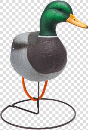 Oversized Field Mallard Drake Active Duck Hunting Decoy   Mallard  HD Png Download