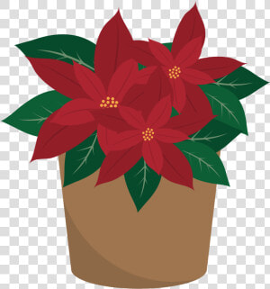 Poinsettia  HD Png Download