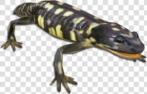 Salamander Png  Transparent Png