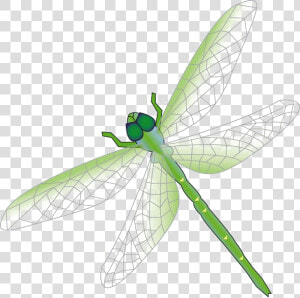 Dragonfly Png Free Download   Dragon Fly Png Vector  Transparent Png
