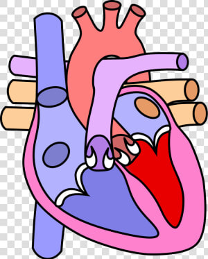Heart Diagram Without Labelling  HD Png Download