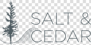 Salt And Cedar   Christmas Tree  HD Png Download