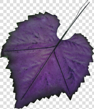 Hand painted Leaf Png Transparent   Purple Autumn Leaves Png  Png Download