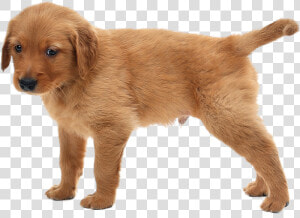 Puppies Png  Transparent Png