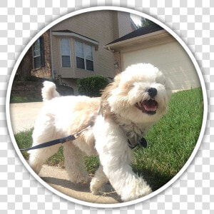 Labradoodle  HD Png Download