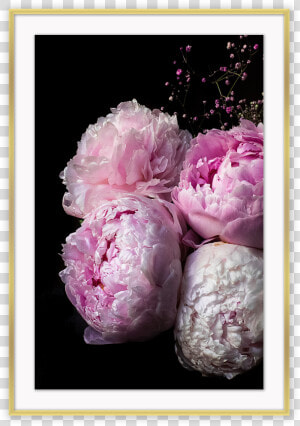 Hd Peonies Iphone  HD Png Download