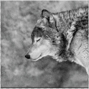 02ph Let It Snow   Am A Lone Wolf It Blows My Mind  HD Png Download