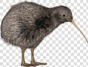 Kiwi Bird Png   Png Download   Kiwi Bird Transparent Background  Png Download