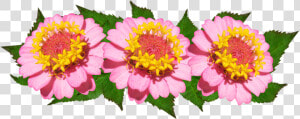 Flowers  Arrangement  Pink  Floral   Common Zinnia  HD Png Download