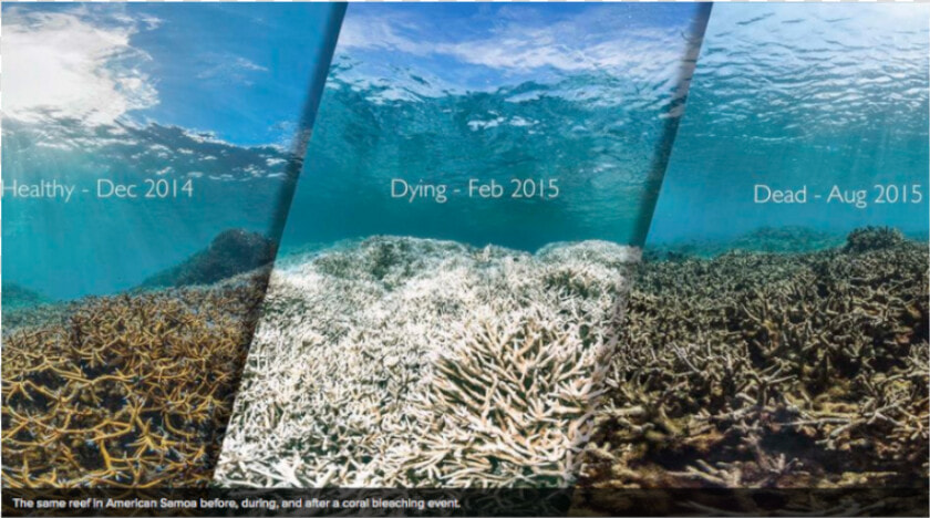 The Same Reef In American Samoa Before  During And   Great Barrier Reef Coral Bleaching Before And After  HD Png DownloadTransparent PNG