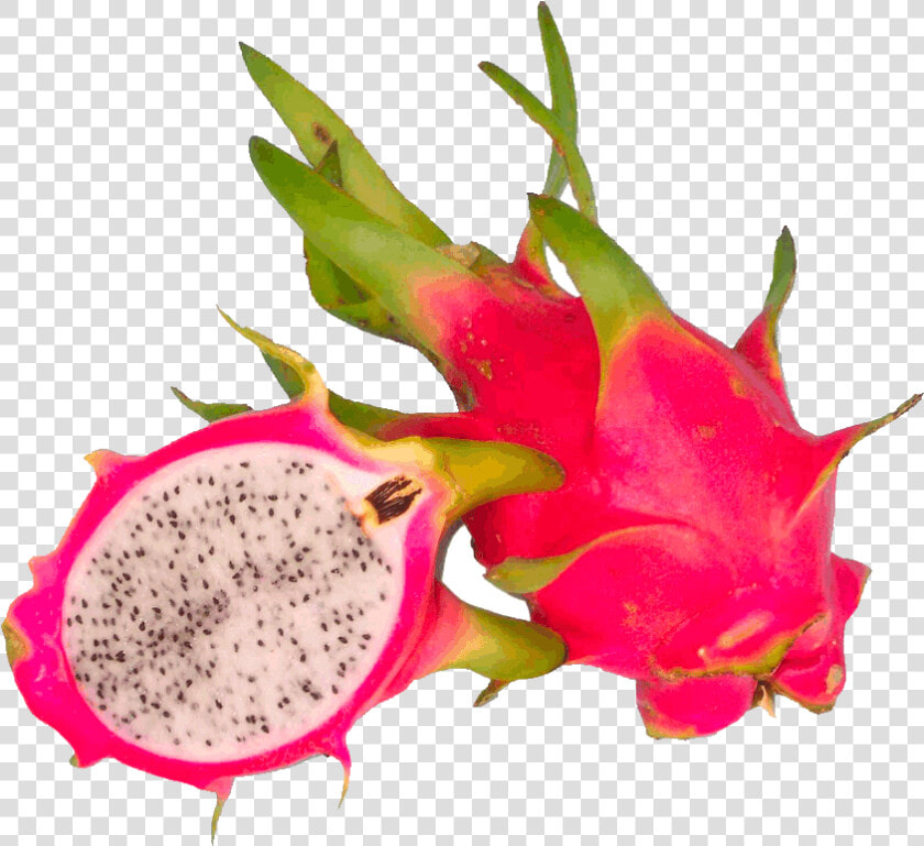 Dragon Fruit Clipart Free   Dragon Fruit Png  Transparent PngTransparent PNG