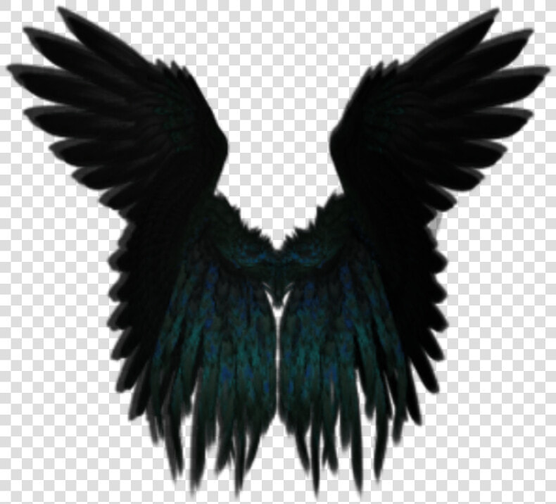  darkangel  angelwings  angels  angel  wings  feathers   Black Angel Wing Png  Transparent PngTransparent PNG
