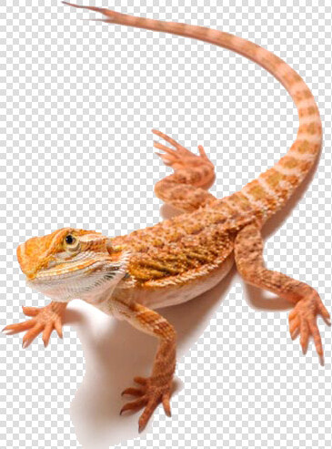 Lizard Bearded Dragons Clip Art   Bearded Dragon Png  Transparent PngTransparent PNG