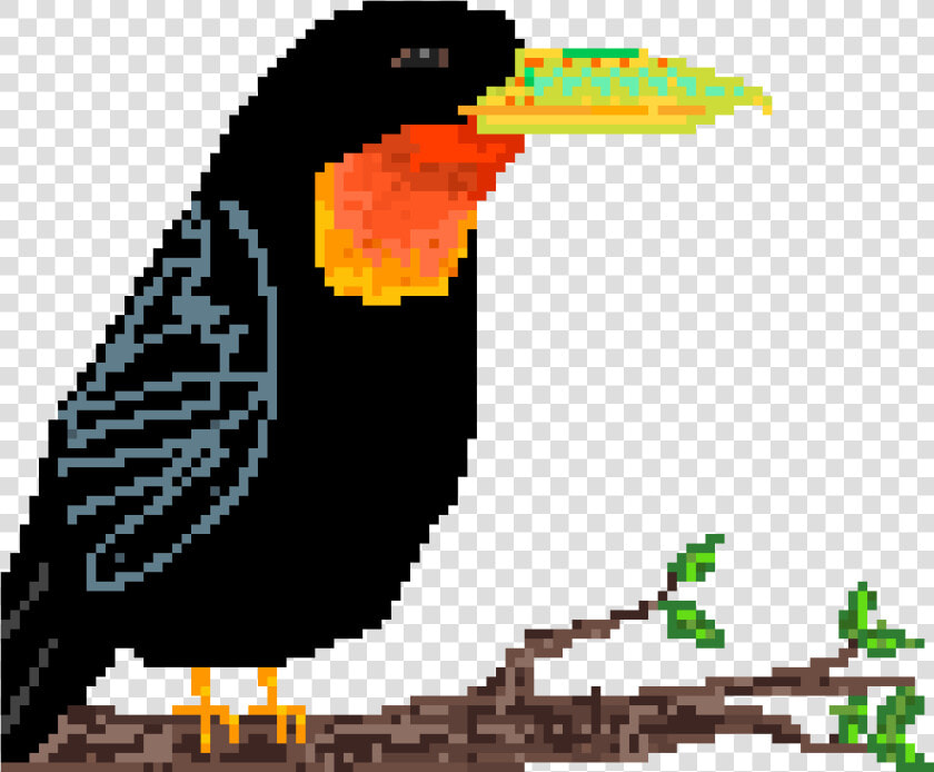 Piciformes  HD Png DownloadTransparent PNG