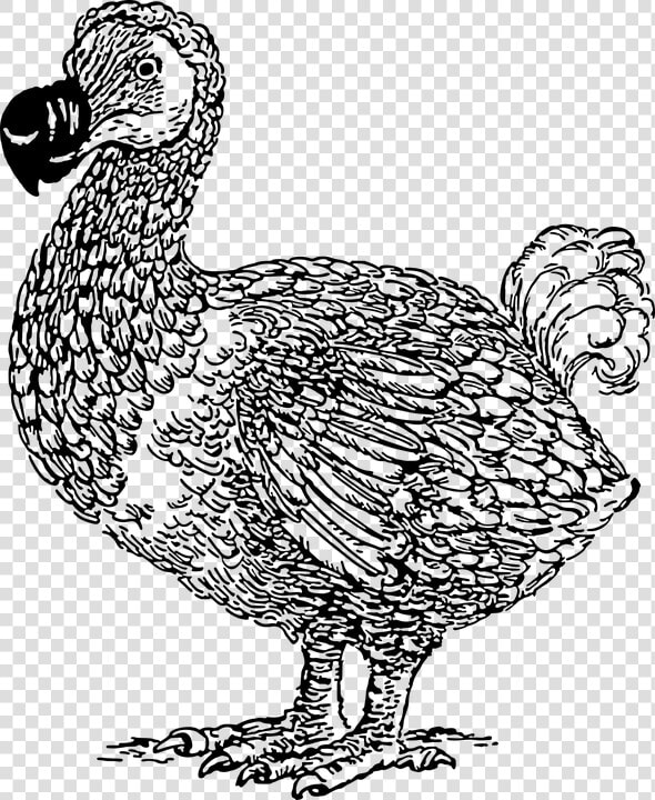 Animal  Bird  Dodo  Extinct  Flightless  Mauritius   Dodo Bird Line Art  HD Png DownloadTransparent PNG