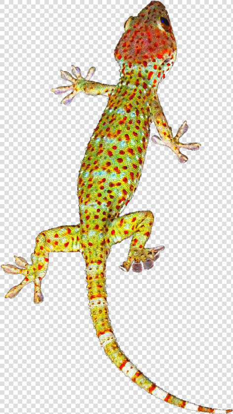 Geckos Background Png   Transparent Background Gecko Png  Png DownloadTransparent PNG
