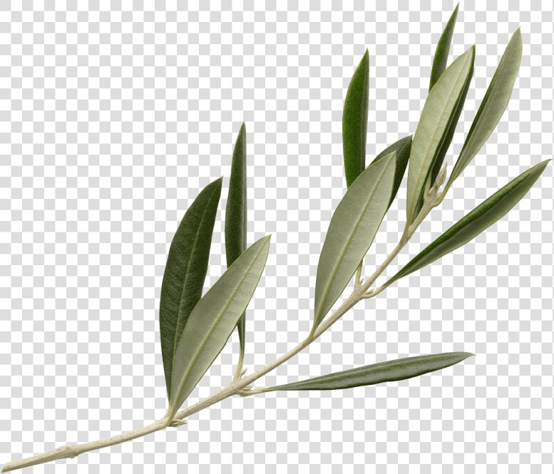 Olivicultura De Precisión  HD Png DownloadTransparent PNG