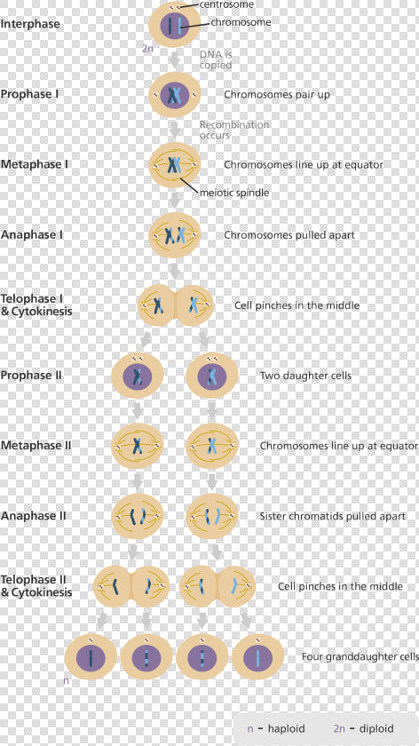 Illustration Showing The Nine Stages Of Meiosis   Phases Of Meiosis In The Correct Sequential Order  HD Png DownloadTransparent PNG