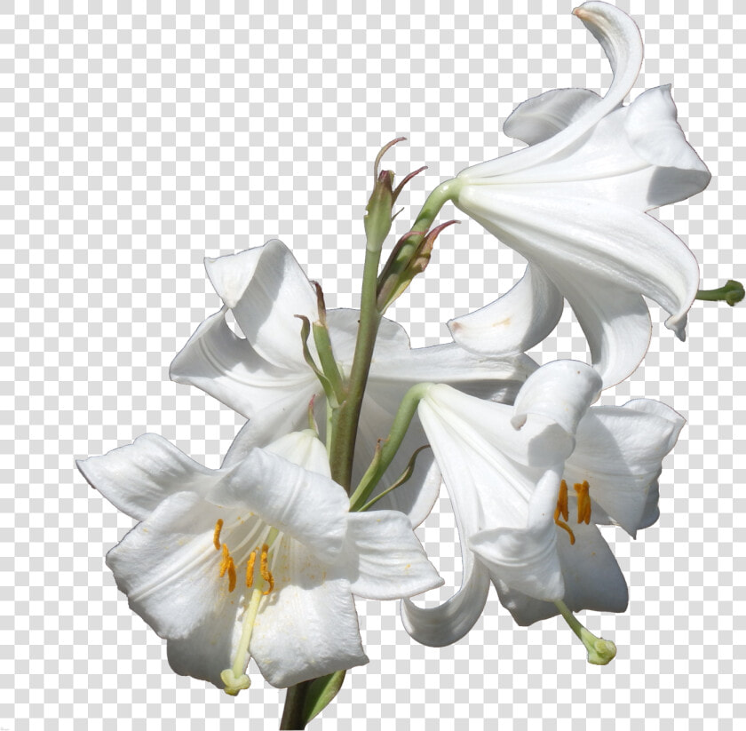 Flower Plant Lilium Candidum Liliaceae   Calla Lilies Plant Transparent Background  HD Png DownloadTransparent PNG