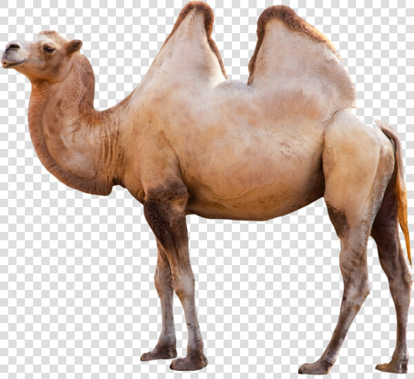 Camel Png Side View   Long Can Camels Go Without Water  Transparent PngTransparent PNG
