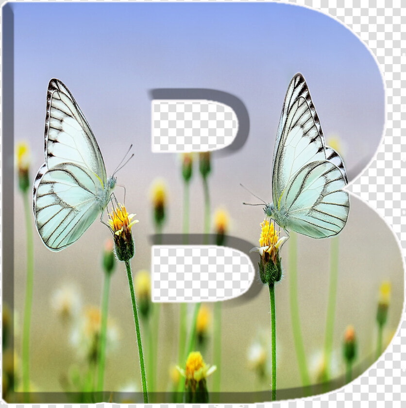 Alfabeto Decorativo Borboletas Png   गुड मॉर्निंग मैसेज इमेज  Transparent PngTransparent PNG