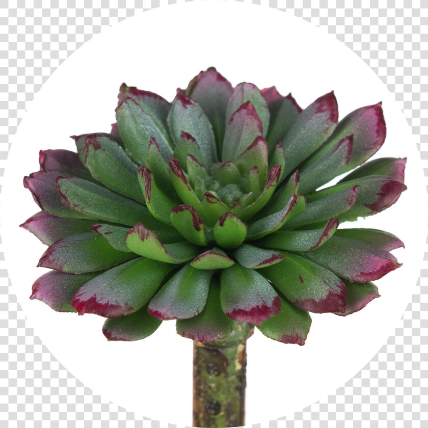 Houseplant  HD Png DownloadTransparent PNG